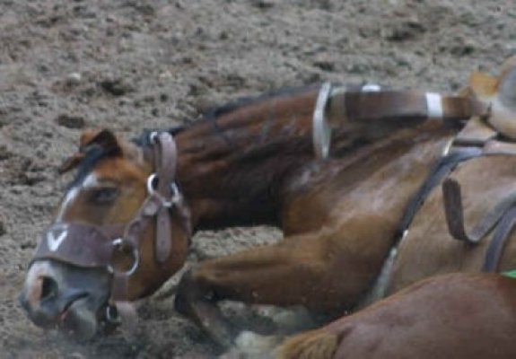 Paznic găsit mort la Topalu: l-a lovit calul cu copita